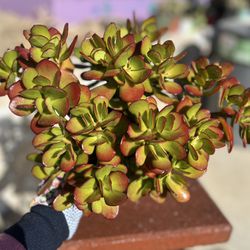 Crassula Portulacea , Rare Succulent Plant / Bonsai 