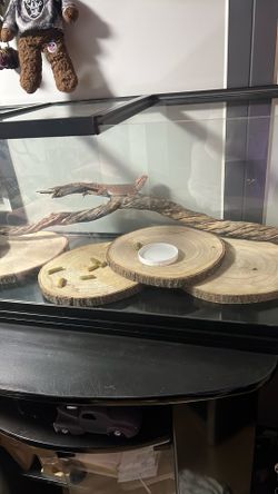 Bearded dragon with 40 gallon aquarium
