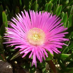 Ice Plant Succulent Cuttings 🌱