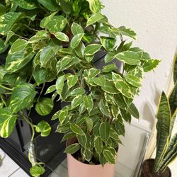 ♥️VARIEGATED Weeping Fig Low maintenance & stress-reducing, perfect for busy plant lover ♥️2Feet