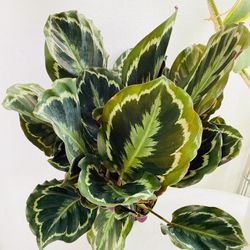 Plants (6”pot🌿Calathea Medallion )