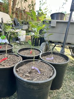 mexican lime grafted