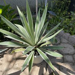 Succulent Agave 