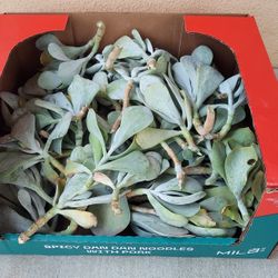 Succulent Plant - Silver Pig’s Ear Cotyledon Orbiculata Cuttings- White Lady  Drought Resistant