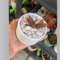 Succulents, Mini Plants 