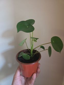 Plant