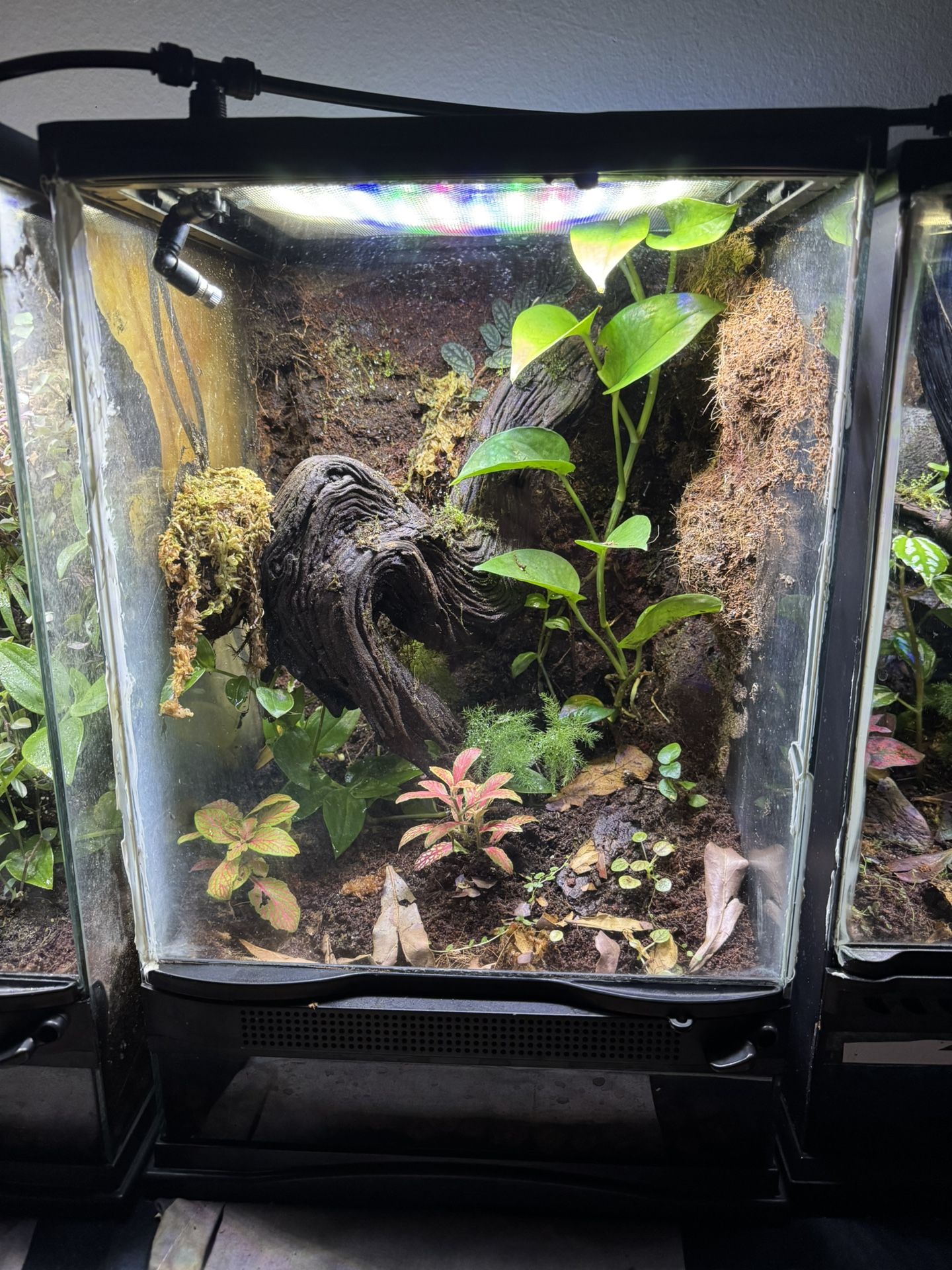 Bioactive Terrarium for Sale in San Diego, CA - OfferUp