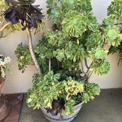 Pot With Succulents