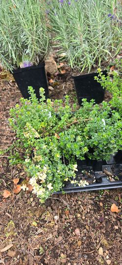 Foxely Thyme