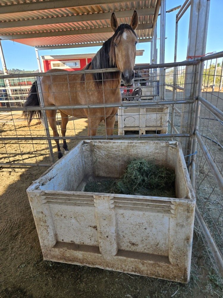 Horse Feeder