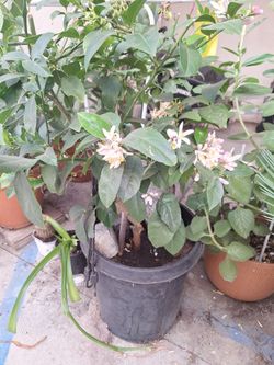 limon meyer planta de de10 gallones