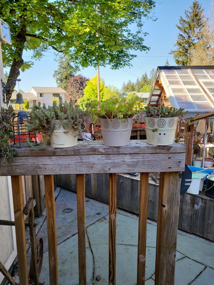 Succulents