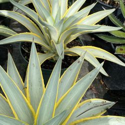 Galactic Traveler Agave – 3 Gallon | Bold Desert Accent Plant