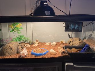 4 hermit crabs with big tank and all accessories as seen included