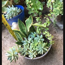 Assorted Plants