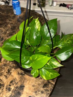 Plants