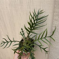 4” philodendron tortum