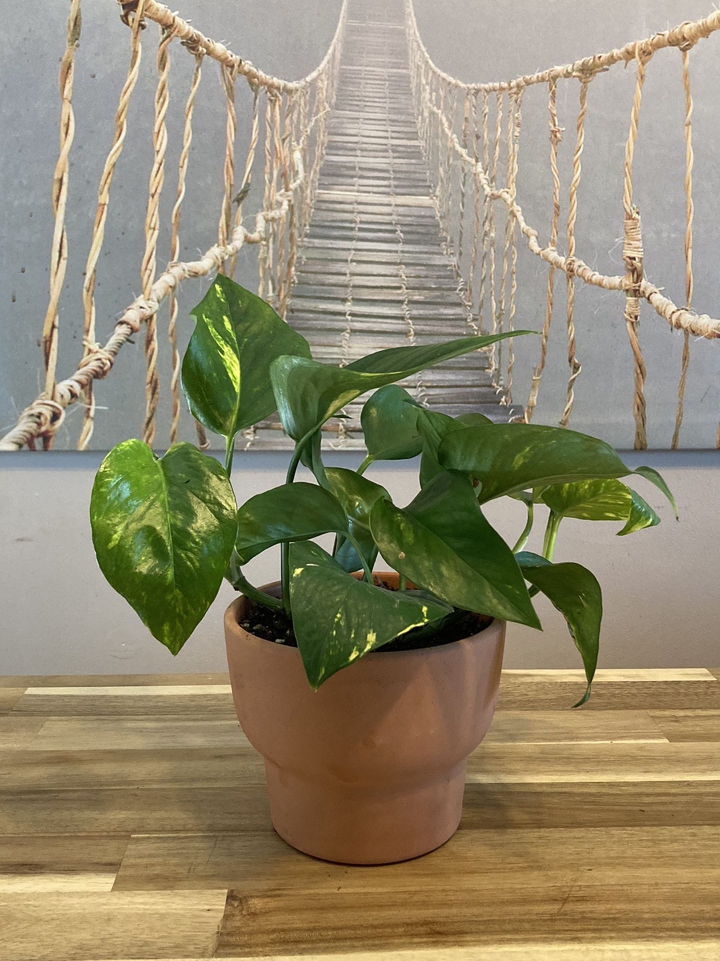 Healthy Pothos House Plant in Nice Terra-cotta Planter