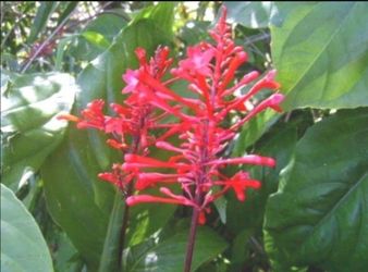Red Fire Spike Plants