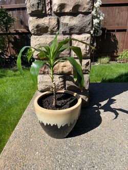 Plant