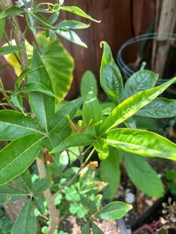 White sapote fruit