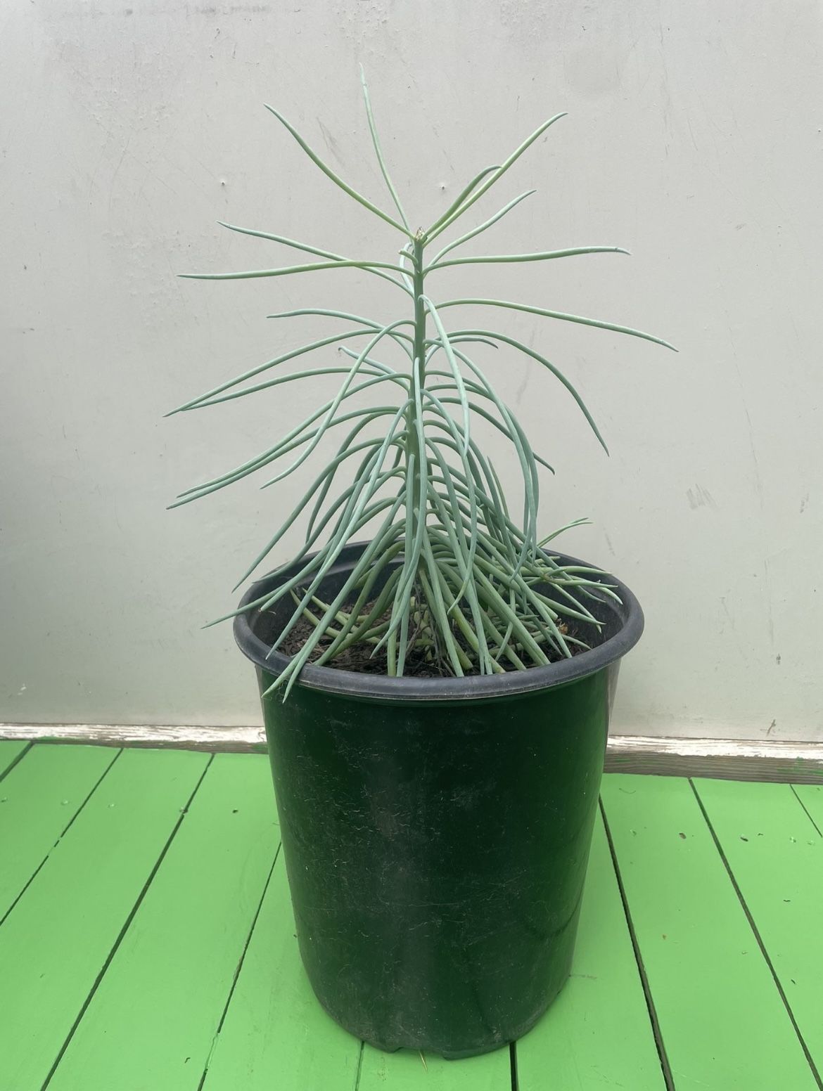 Senecio cylindricus -Succulents