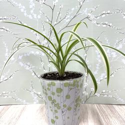 Spider House Plant In Cute Pot 4"H.