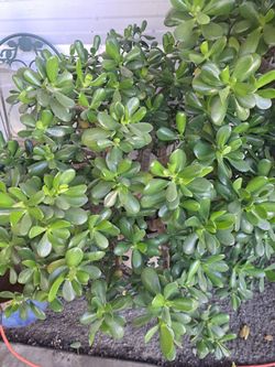 Jade Succulent