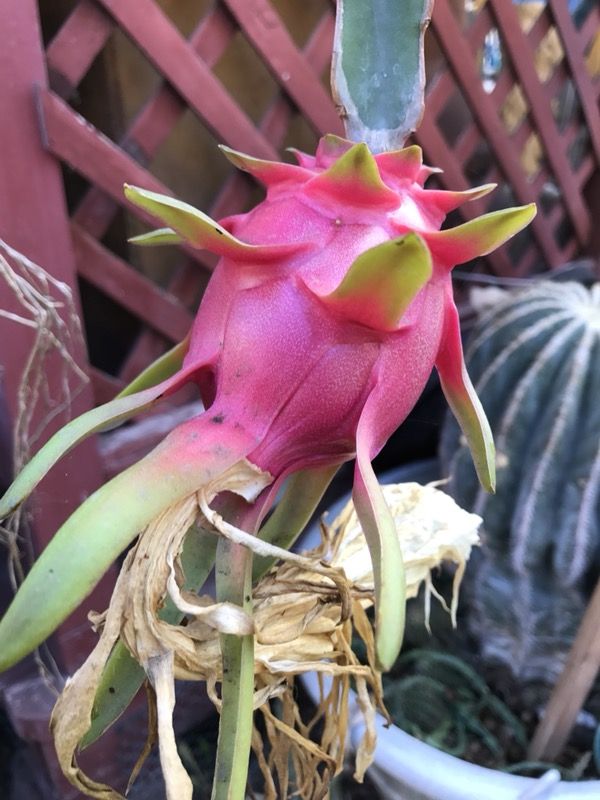 Dragon fruit plant And Cuttings Out of stock for Sale in
