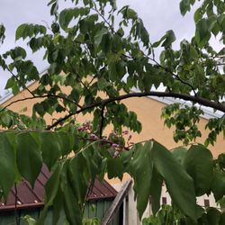 Star Fruit (carambola)