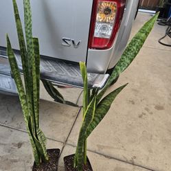 Snake plant