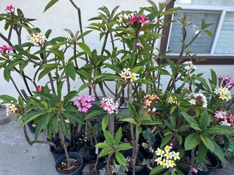 Blooming Rooted Plumeria Plants All Sizes And Colors
