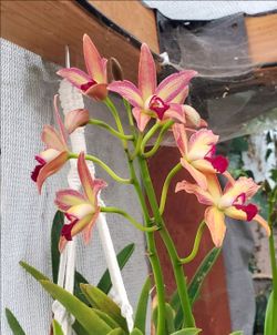 Catleya orchid