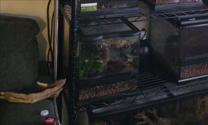 Zoo Med Bio Active Gargoyle Gecko Reptile Tank