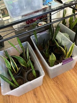 Plants $10 each