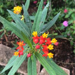 Butterfly Wayside Garden With milkweed 