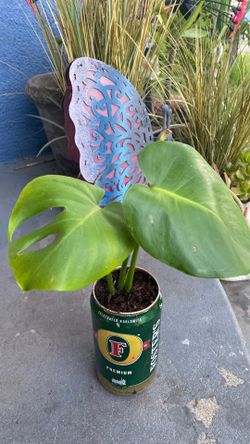 Planta de sombra