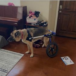 Dog Wheelchair