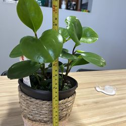 Peperomia Live Indoor Plant With Pot