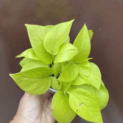 4” Neon Pothos