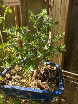 Bonsai olive tree 7 years old $80