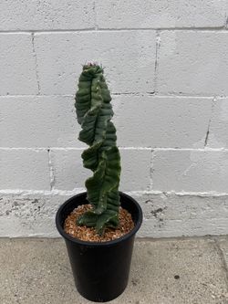 Spiral Cactus with pup at base