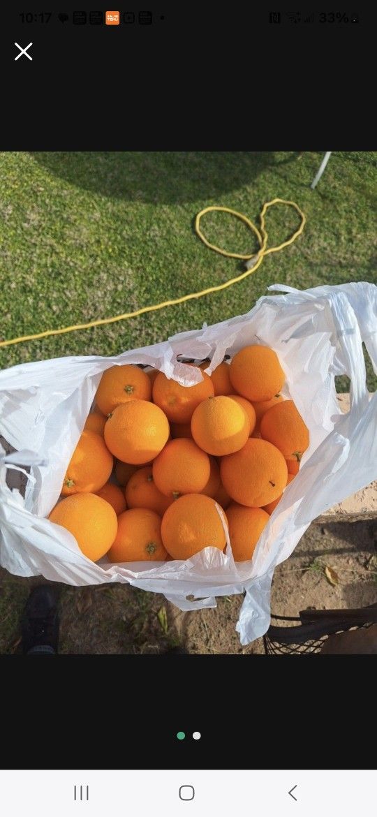 Sweet Oranges From Sunburst Farms
