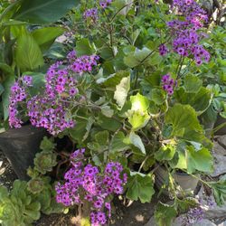 Planta Con Flores Moradas
