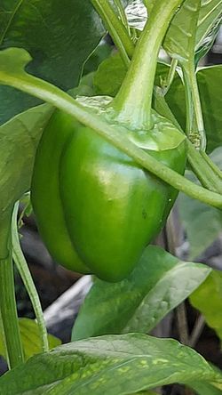 Bell Peppers yellow red purple & Sweet red peppers