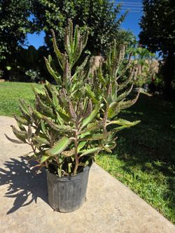 Mother Of Thousand Suculent Plant Medesinal