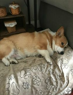 Dog Boarding/Sitting/Walking