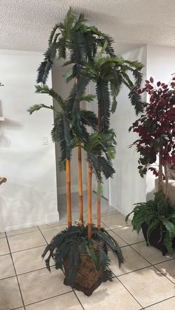 Tall Palm Tree in Basket