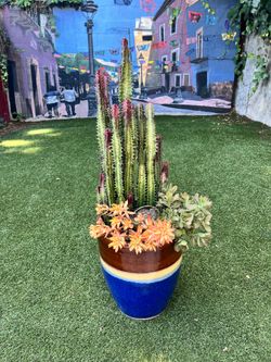 Large Sculptural Euphorbia Cactus Arrangement in Designer Glazed Pot