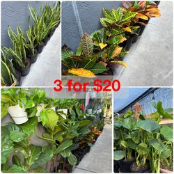 Plants Sale🌿10”pot🌿3 for $20